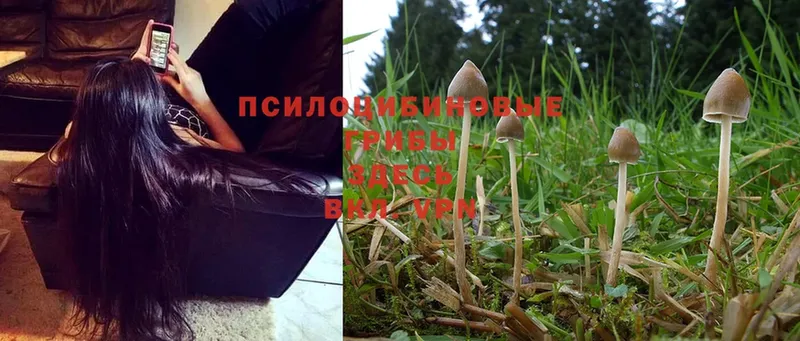 Галлюциногенные грибы Magic Shrooms  Петушки 